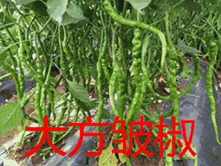 贵州辣椒国家地标品种全国第一 科技引领撬动资源 宝库