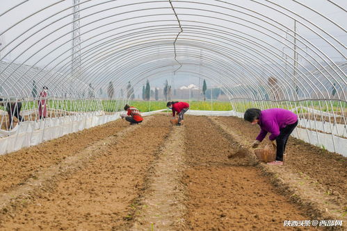 勉县发展万亩辣椒产业 已完成育苗超500亩