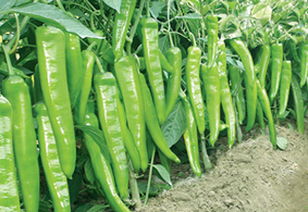 神剑168 辣椒种子– 尖椒系列分类 安徽萧县萧诚蔬菜良种