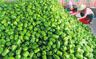 见证海南冬季瓜菜基地成长 岛外经销商的海南瓜菜情